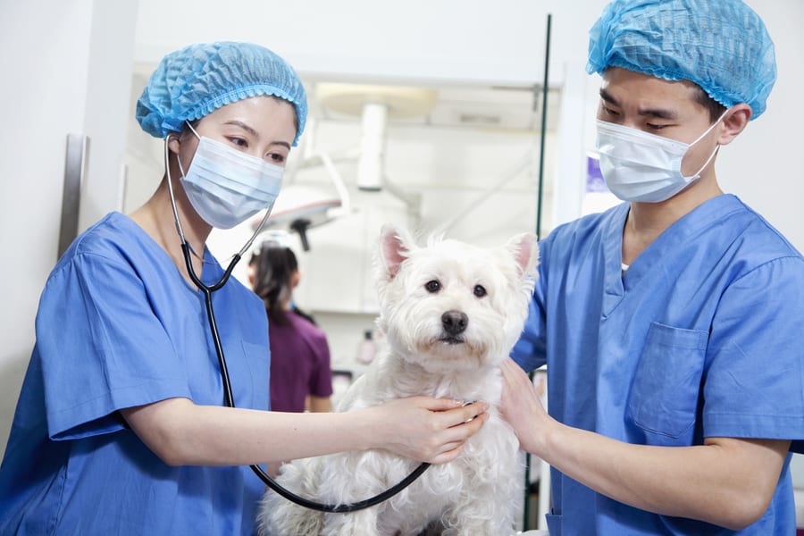 Vet Tech Job Description: What Is a Veterinary Technician?