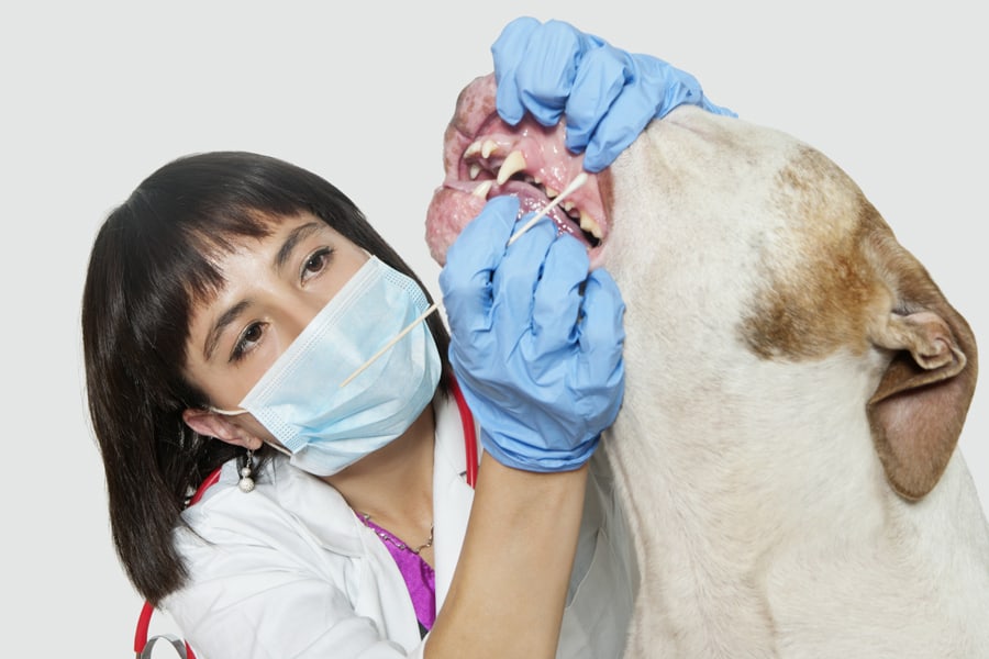vet tech specialties for advancing veterinary technician career