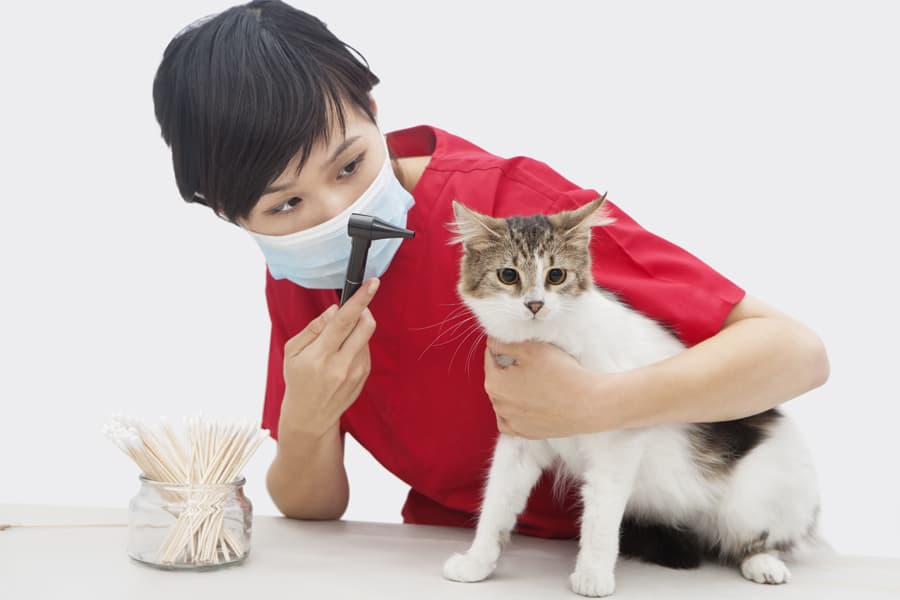 what is a veterinary technician