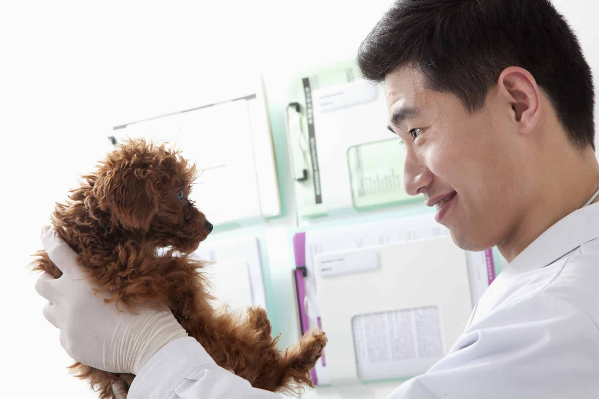 Vet Tech Job Description What Is a Veterinary Technician?