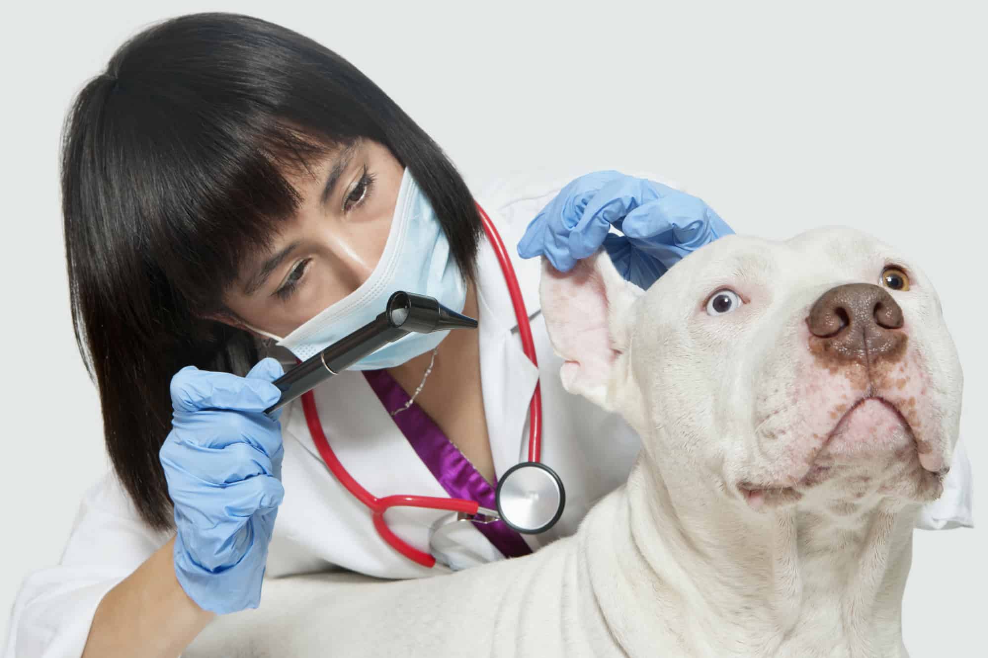 Veterinary Technician Schools & Careers | Allied Health Programs