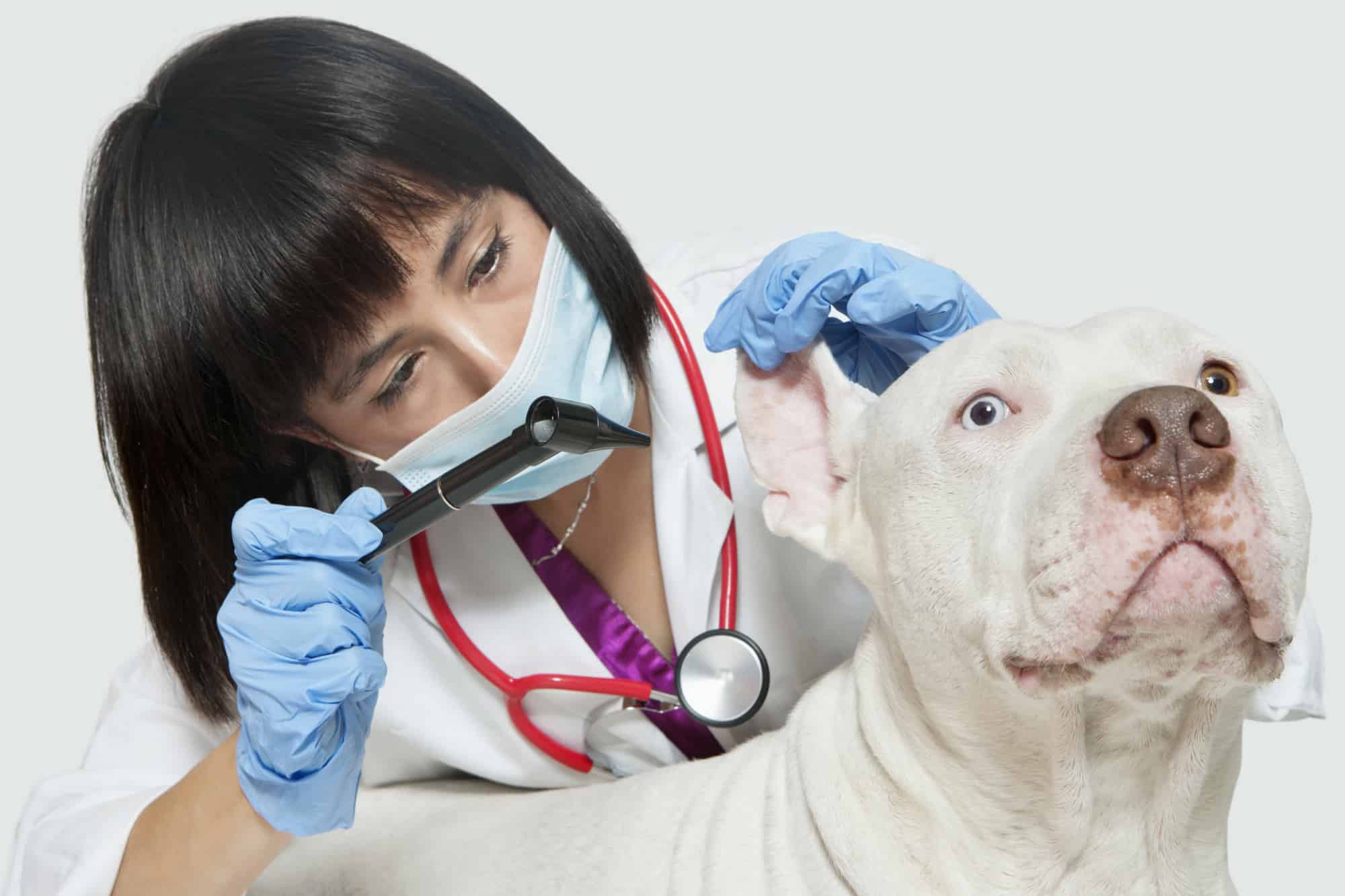 veterinary-medicine-definition-training-history-facts-britannica