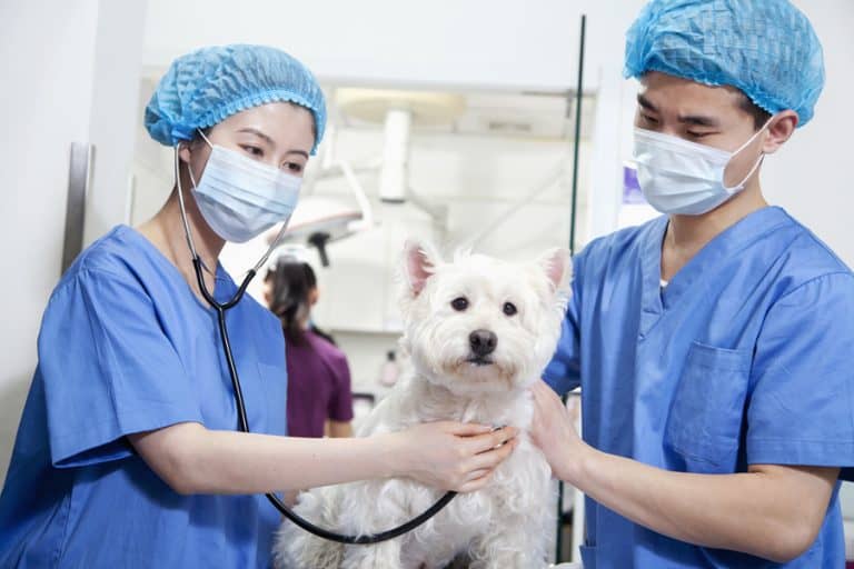 vet-tech-job-description-what-is-a-veterinary-technician